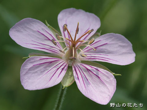 タチフウロ－花