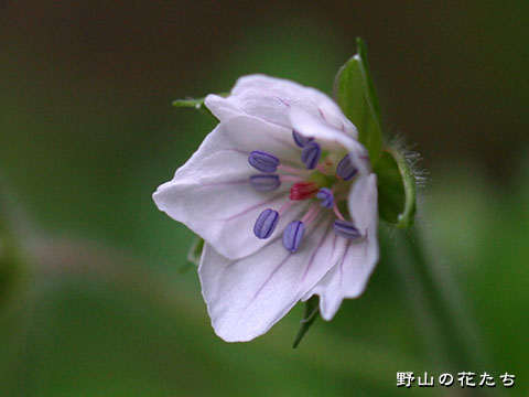 タカオフウロ－花