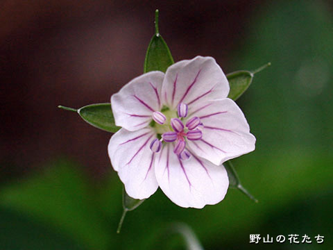 ミツバフウロ－花