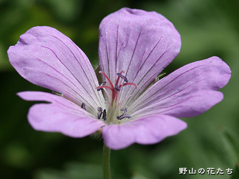 エゾフウロ－花