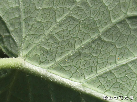 シロバナガガイモ－葉２