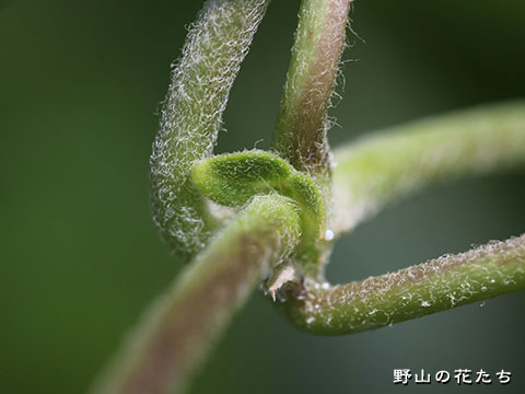シロバナガガイモ－茎