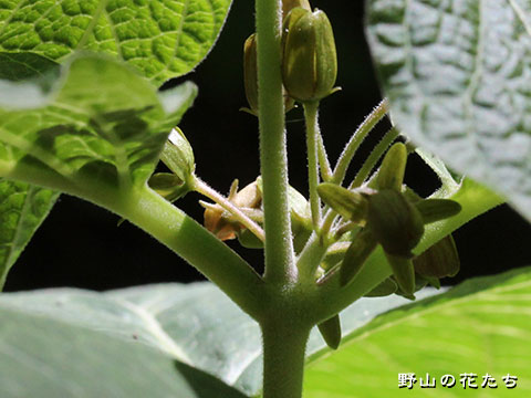 タチガシワ－茎