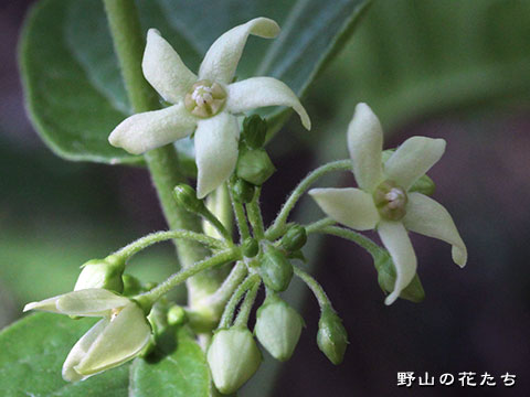 シロバナクサタチバナ－花