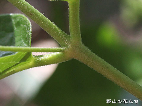 シロバナクサタチバナ－茎