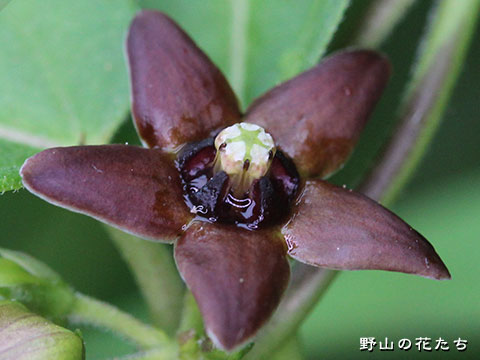 ナガバクロカモメヅル－花