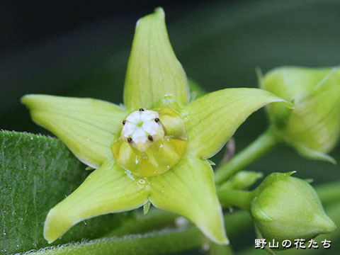 オオアオスモメヅル－花