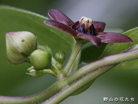 ナガバツクロモメヅル－花２