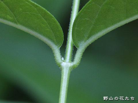 ナガバクロカモメヅル－茎