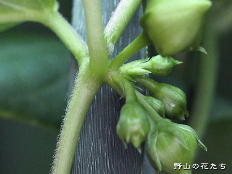 オオアオカモメヅル－茎