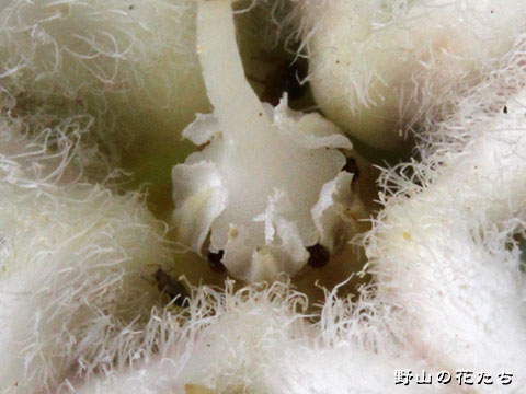 シロバナガガイモ－花３