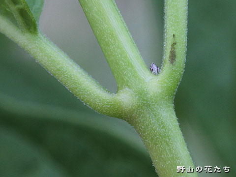 クサタチバナ－茎