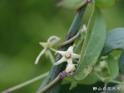 アズマカモメヅル－花