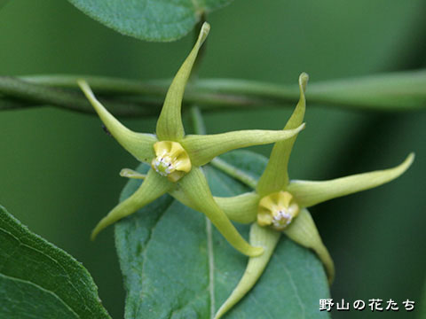 シロバナカモメヅル－花