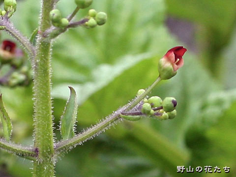 エゾヒナノウスツボ－花２