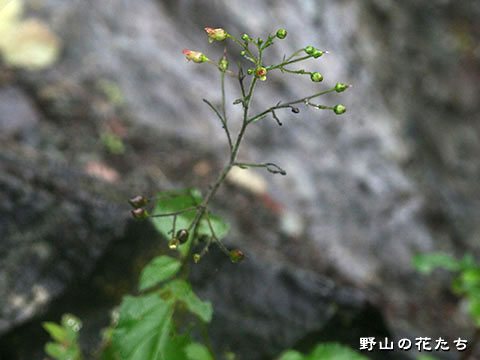 ヒナノウスツボ－花