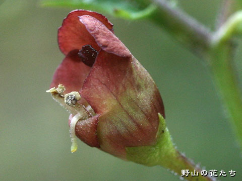 オオヒナノウスツボ－花