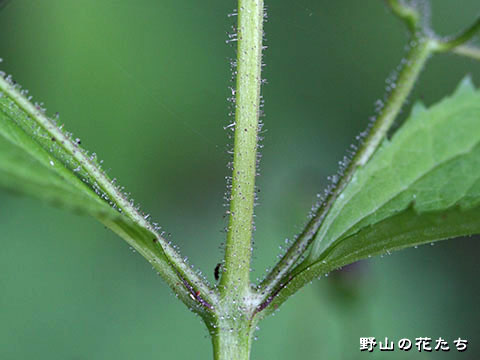 サツキヒナノウスツボ－茎