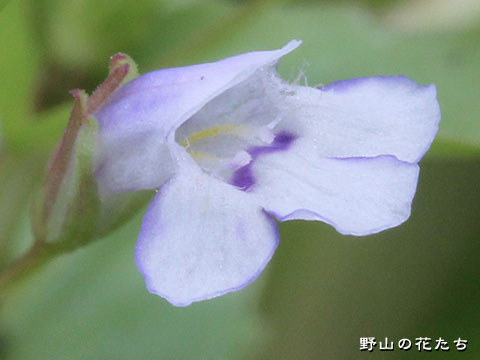 タケトアゼナ－花