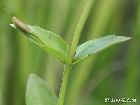 タケトアゼナ－茎
