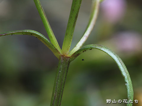 アゼトウガラシ－茎