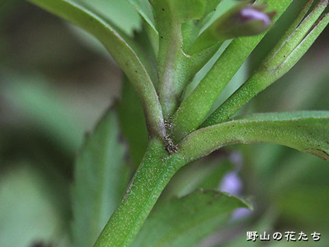ヒロハスズメノトウガラシ－茎