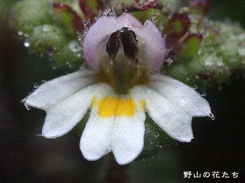 コケコゴメグサ－花