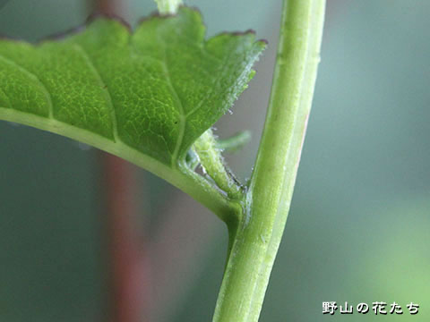 エゾシオガマ－茎