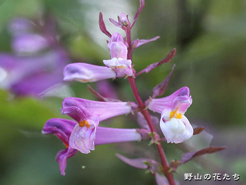 ミヤマママコナ－花