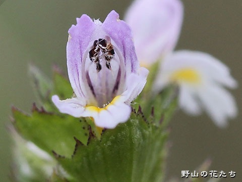タチコゴメグサ－花２