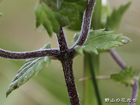 タチコゴメグサ－茎