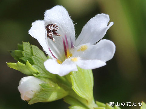 イズコゴメグサ－花
