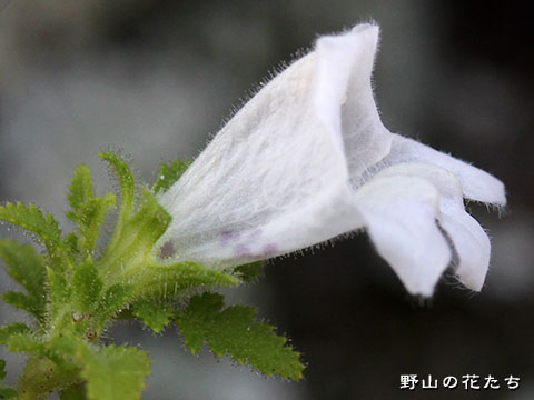 シロバナコシオガマ－花