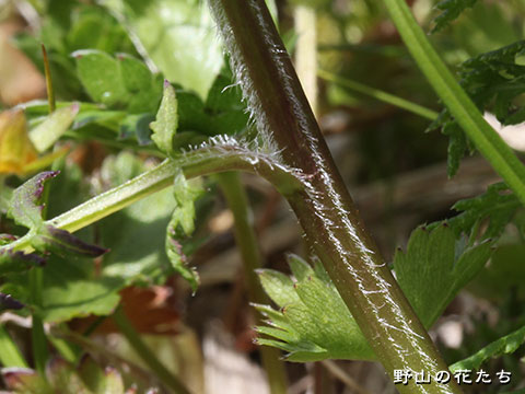 ミヤマシオガマ－茎２