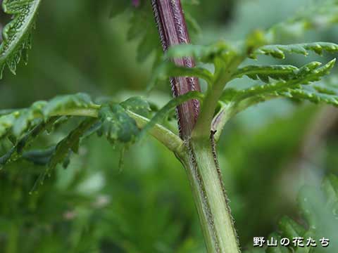キタヨツバシオガマ－茎