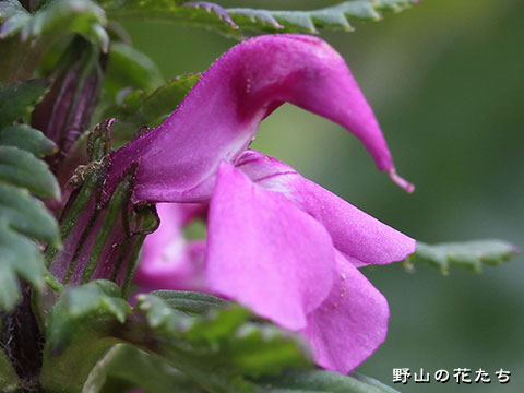 キタヨツバシオガマ－花３
