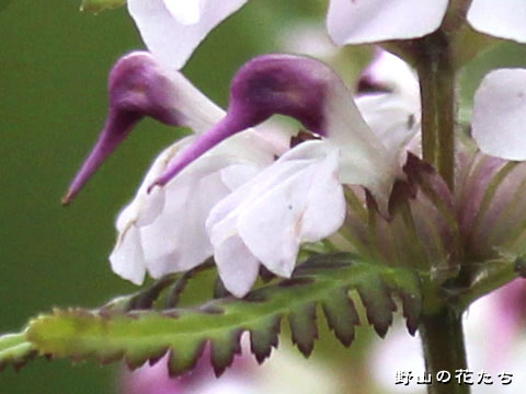 ヨツバシオガマ－花２