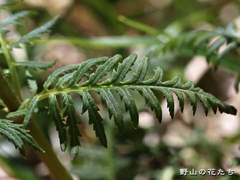 キタヨツバシオガマ－葉
