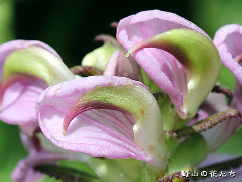 ウスベニシオガマ－花