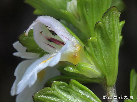 ホソバコゴメグサ－花２