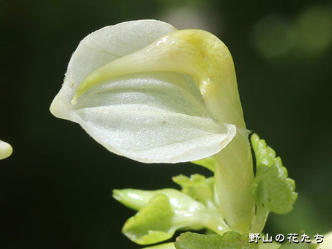 エゾシオガマ－花２
