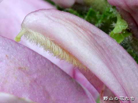 オニシオガマ－花３