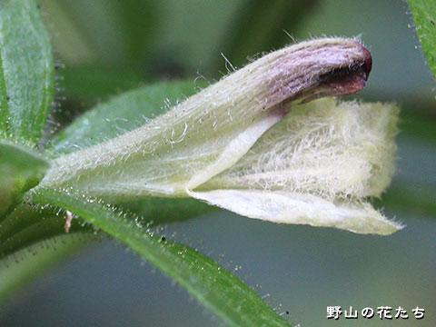 オオヒキヨモギ－花２