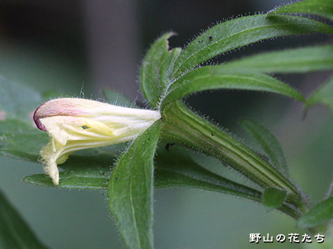 オオヒキヨモギ－花