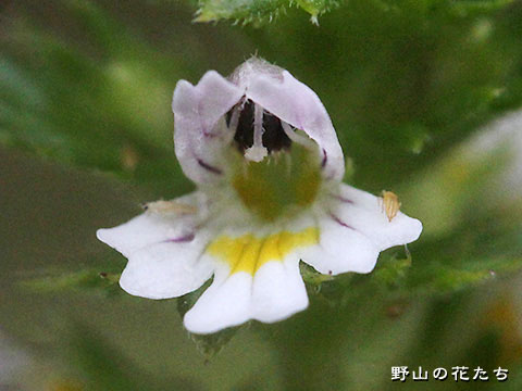ミチノクコゴメグサ－花３