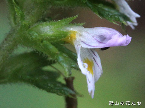 ミチノクコゴメグサ－花