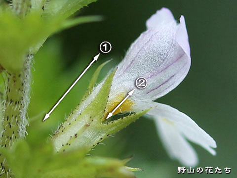 タチコゴメグサ－花２