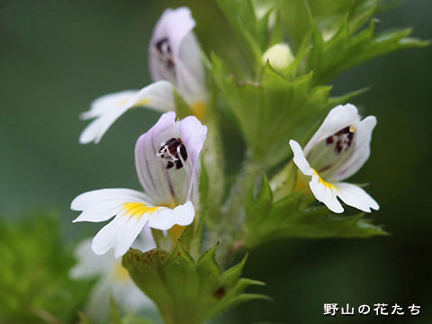 タチコゴメグサ－花