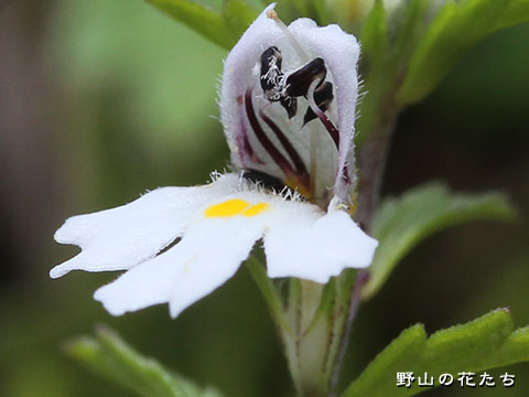 ホソバコゴメグサ－花