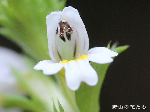 シライワコゴメグサ－花